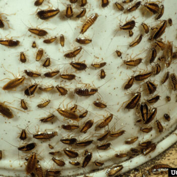 CUCARACHA ALEMANA
