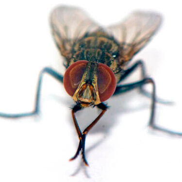 MOSCA COMUN