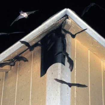 bat-prevention