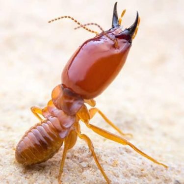 termita